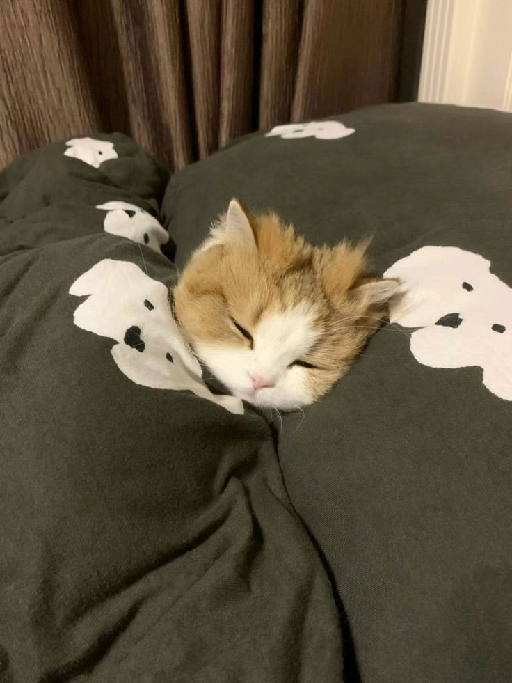 smol silly cat tweet media