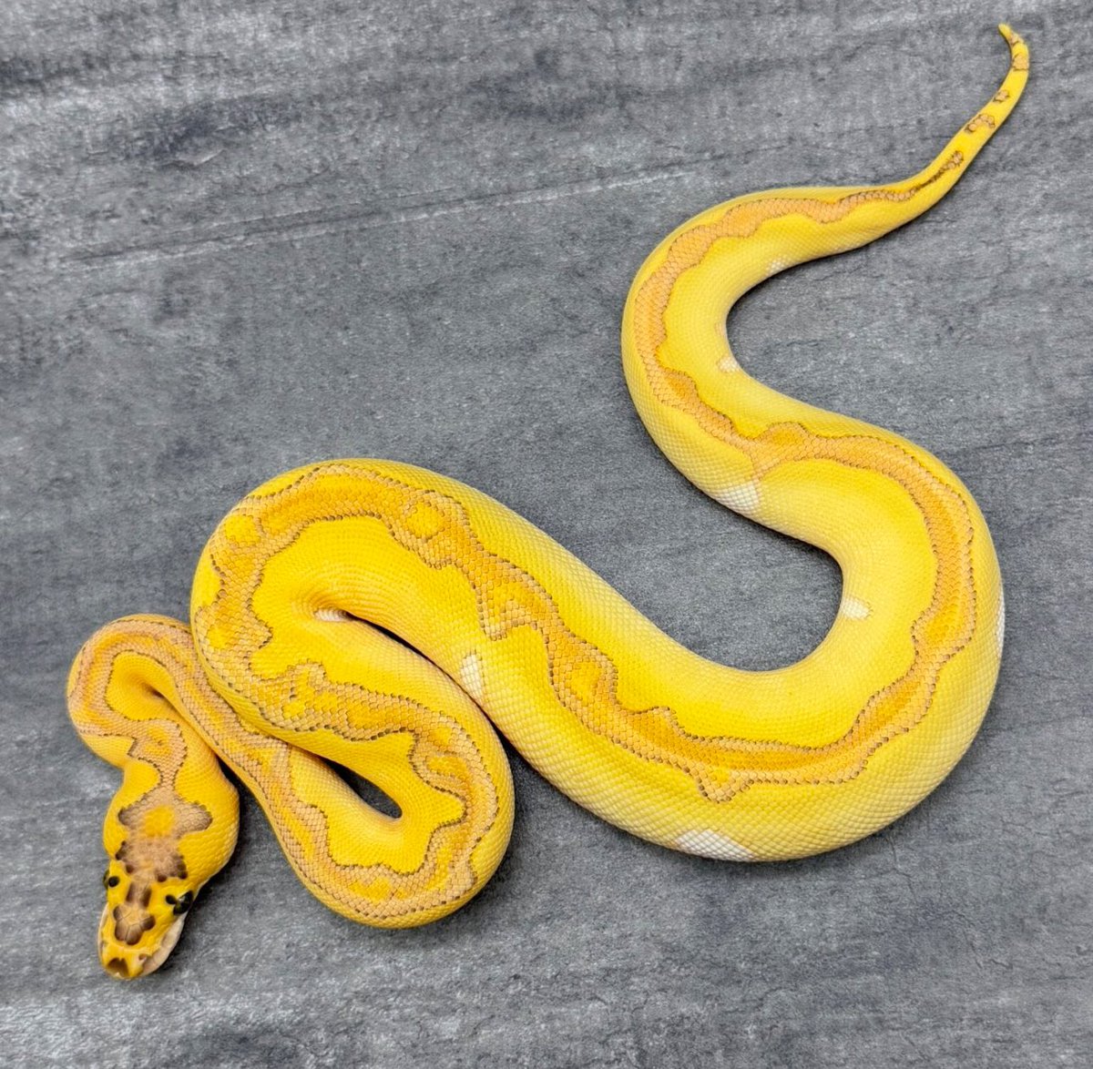 【SOLD】

エンチ バター YB クラウン♀

#DEUReptiles
#ボールパイソン