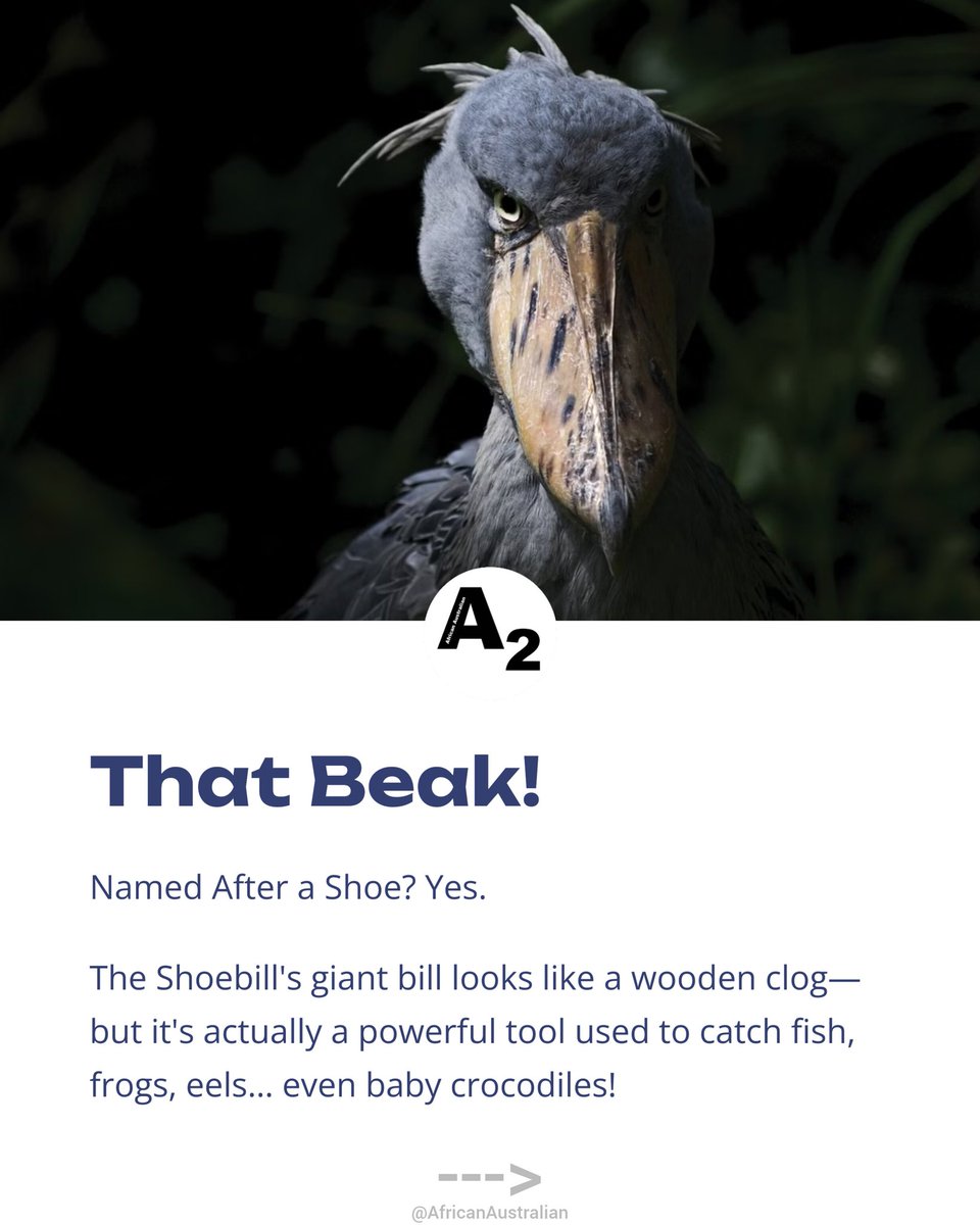 African Australian tweet media