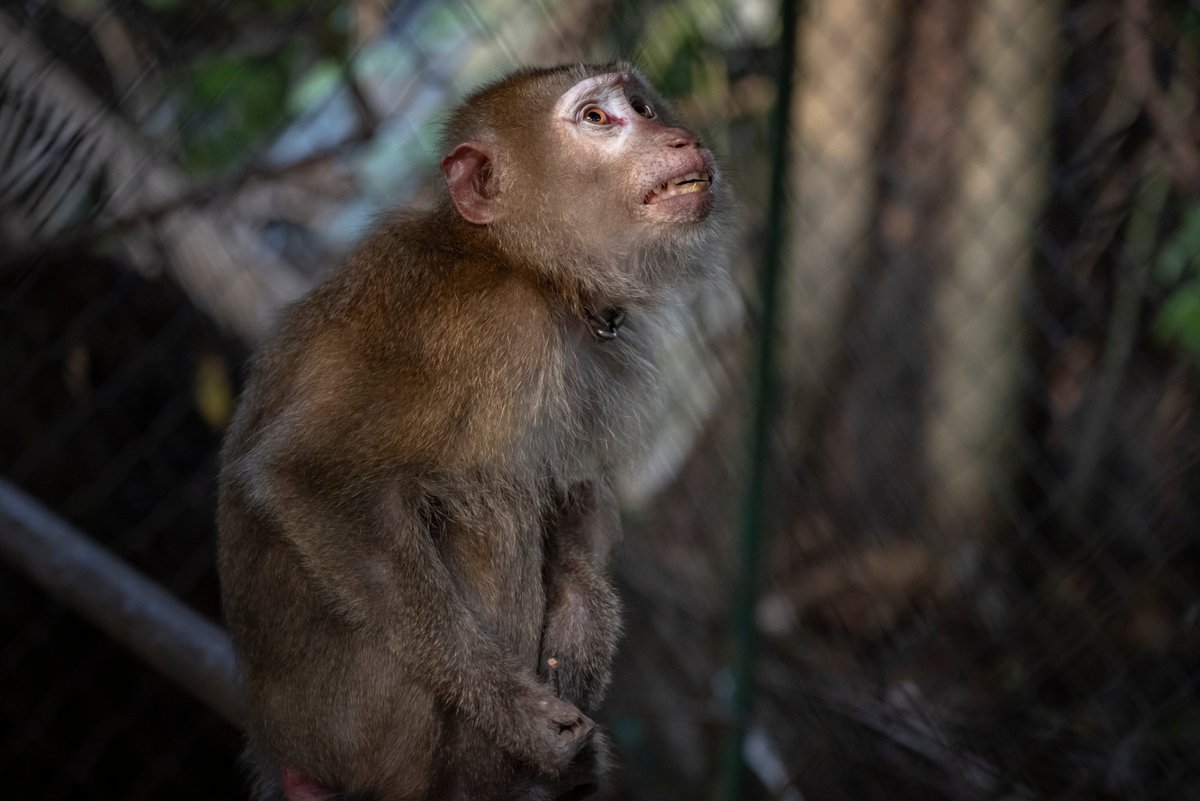 WFFThailand's tweet image. Endangered #primates are kept in chains, and many animals are trapped in cramped cages💔🙏Sign our letter today, urging Thai authorities to take action and help these poor #animals. Sign now: wfft.org/close-down-mon… #petition