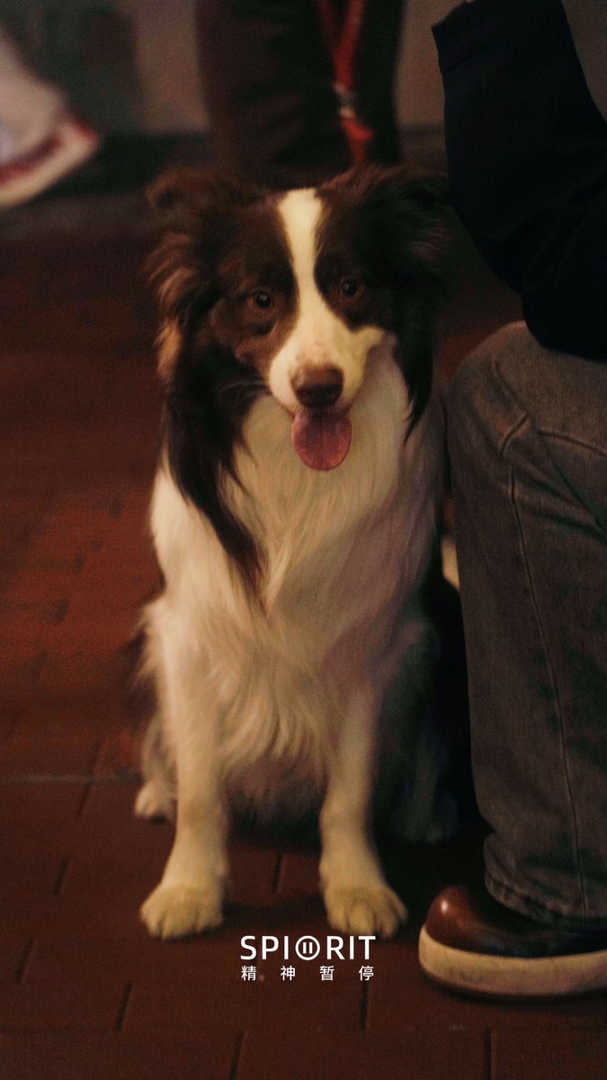 戒色第三天了🥸给狗狗疏毛看看电影就过去了🤓