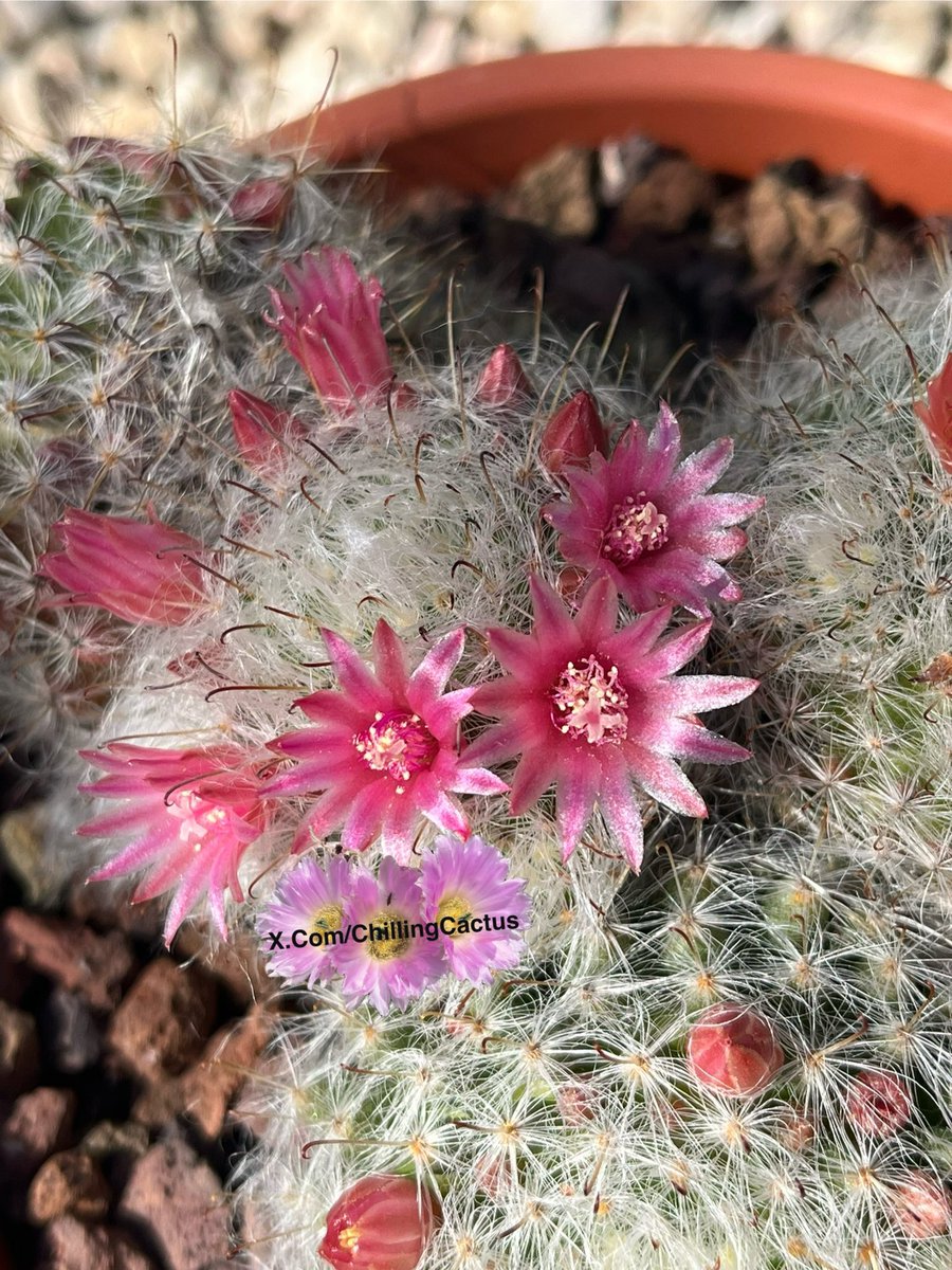 Chilling Cactus tweet media