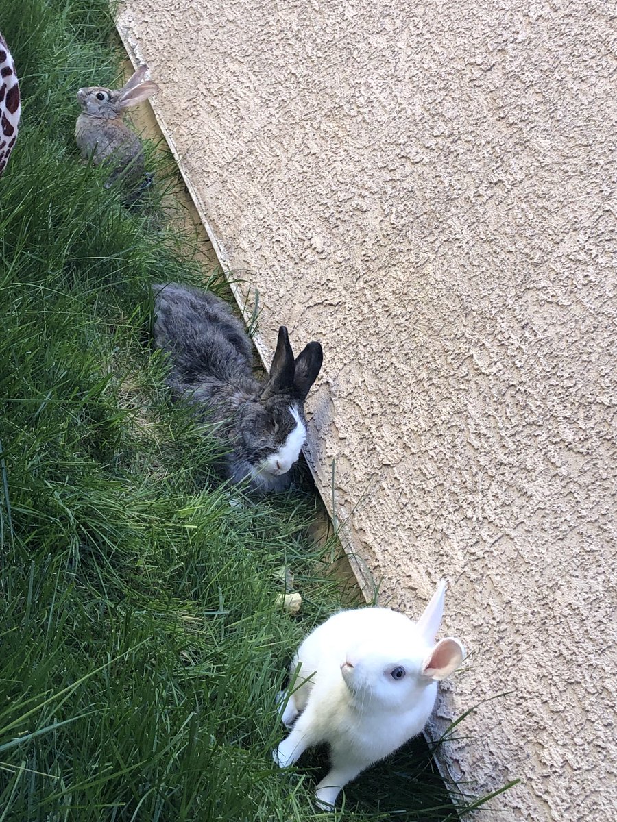 Having a blast with my pets bunnies.