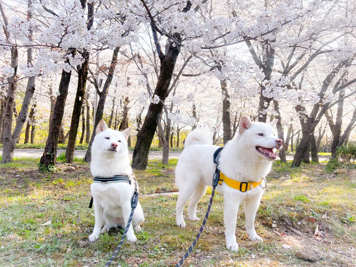 꽃길만이 있을 것이다