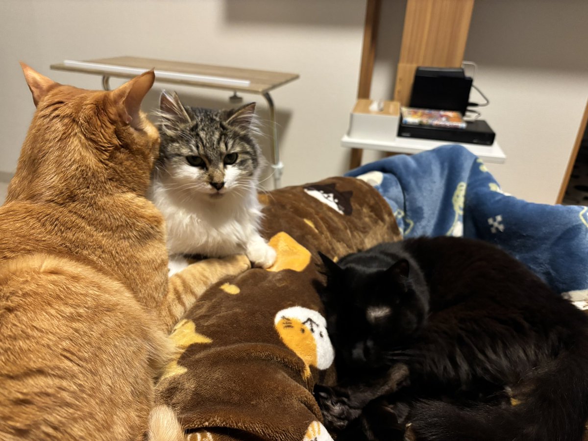 おはようございます☀アニコミの練習しつつ、早くお仕事にしたいな〜と思いを馳せております。我が家の3匹の猫はみんな陽キャです🤣ネガティブなわたしは見習わなければ…！#アニマルコミュニケーション #企業公式相互フォロー #猫好きさんと繋がりたい