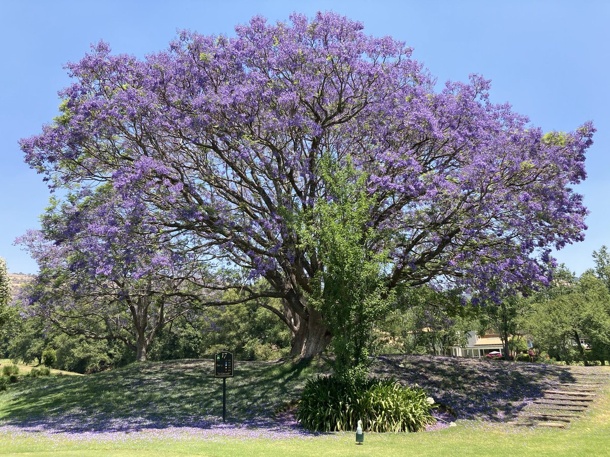 Javier Perochena (@jperochena) on Twitter photo #JacarandaAzteca <a href="/RicardoBSalinas/">Don Ricardo Salinas Pliego</a> <a href="/JorgeNikaidoB/">Jorge Nikaido</a> <a href="/MLMSalinas/">María Laura Medina de Salinas</a> Club de Golf Malinalco, (18.9906629, -99.4730486) #JacarandaAzteca <a href="/RicardoBSalinas/">Don Ricardo Salinas Pliego</a> <a href="/JorgeNikaidoB/">Jorge Nikaido</a> <a href="/MLMSalinas/">María Laura Medina de Salinas</a> Club de Golf Malinalco, (18.9906629, -99.4730486)
