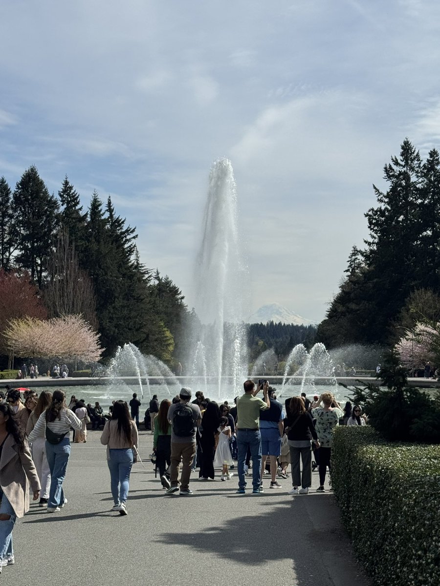 IAmMParhar's tweet photo. Saturday presented a perfect weather for @uwcherryblossom 🌸 outing. Beautiful campus! https://t.co/kYv58mwFpU