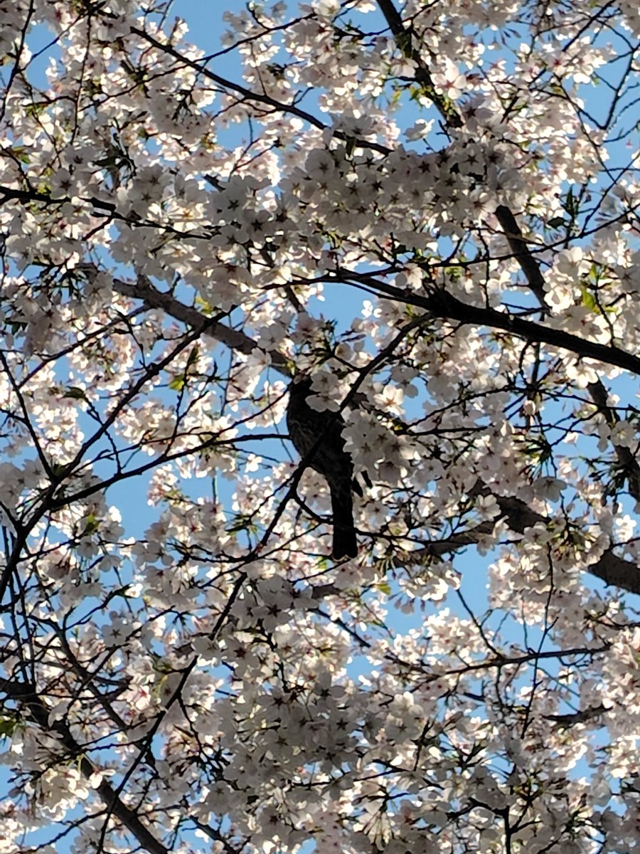 Tokyo1_7hz's tweet photo. 中野区沼袋🏃‍♀️💦
健康第一
ソメイヨシノ
染井吉野桜
お花見🍡｡⁠◕⁠‿⁠◕⁠｡🌸
野鳥動画
ヒヨドリ🐦‍⬛
🔗https://t.co/SbqmiOg1aC
クラシルリワード
紹介された側も5000コイン⇡(⁠•⁠ө⁠•⁠)⁠♡
招待コード【3F1_H-BR】
#おは戦70407
週の始まり
ブラックマンデー https://t.co/XpbD85Ehtg