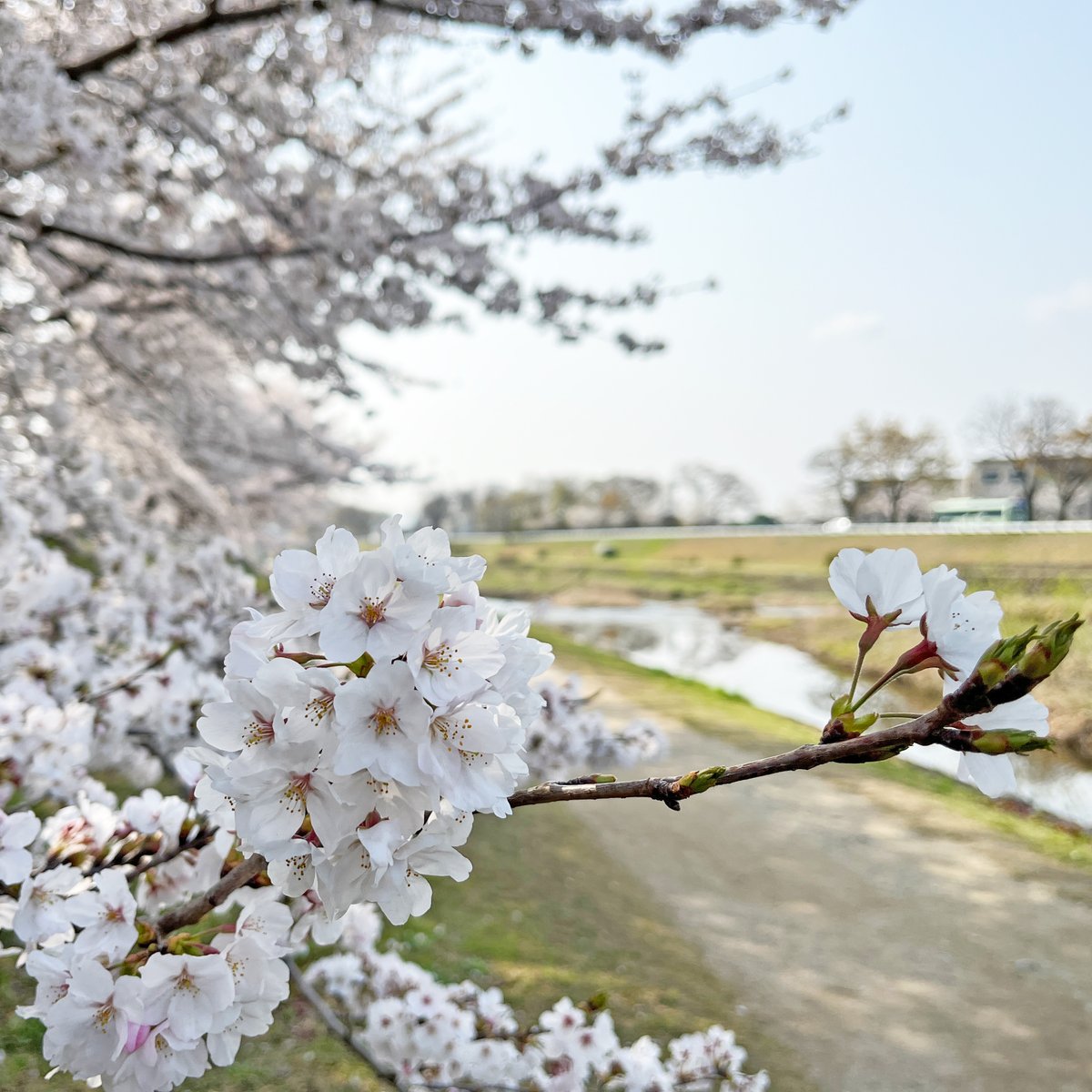 knp_hankei500m's tweet image. 桜の季節が到来です。
京都もあちこちのサクラの名所で見ごろを迎えはじめ、花見の人出が増えてきました。
写真は今朝の賀茂川の御薗橋あたり。朝日を受けて、咲きたての🌸がすっきりと白く輝いていました。
