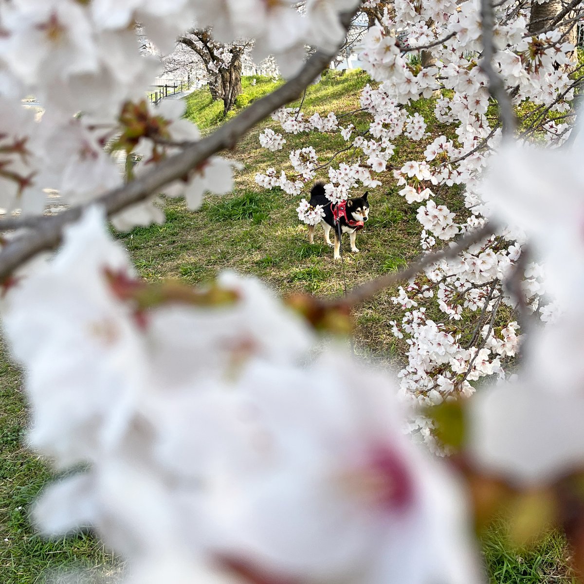knp_hankei500m's tweet image. 桜の季節が到来です。
京都もあちこちのサクラの名所で見ごろを迎えはじめ、花見の人出が増えてきました。
写真は今朝の賀茂川の御薗橋あたり。朝日を受けて、咲きたての🌸がすっきりと白く輝いていました。