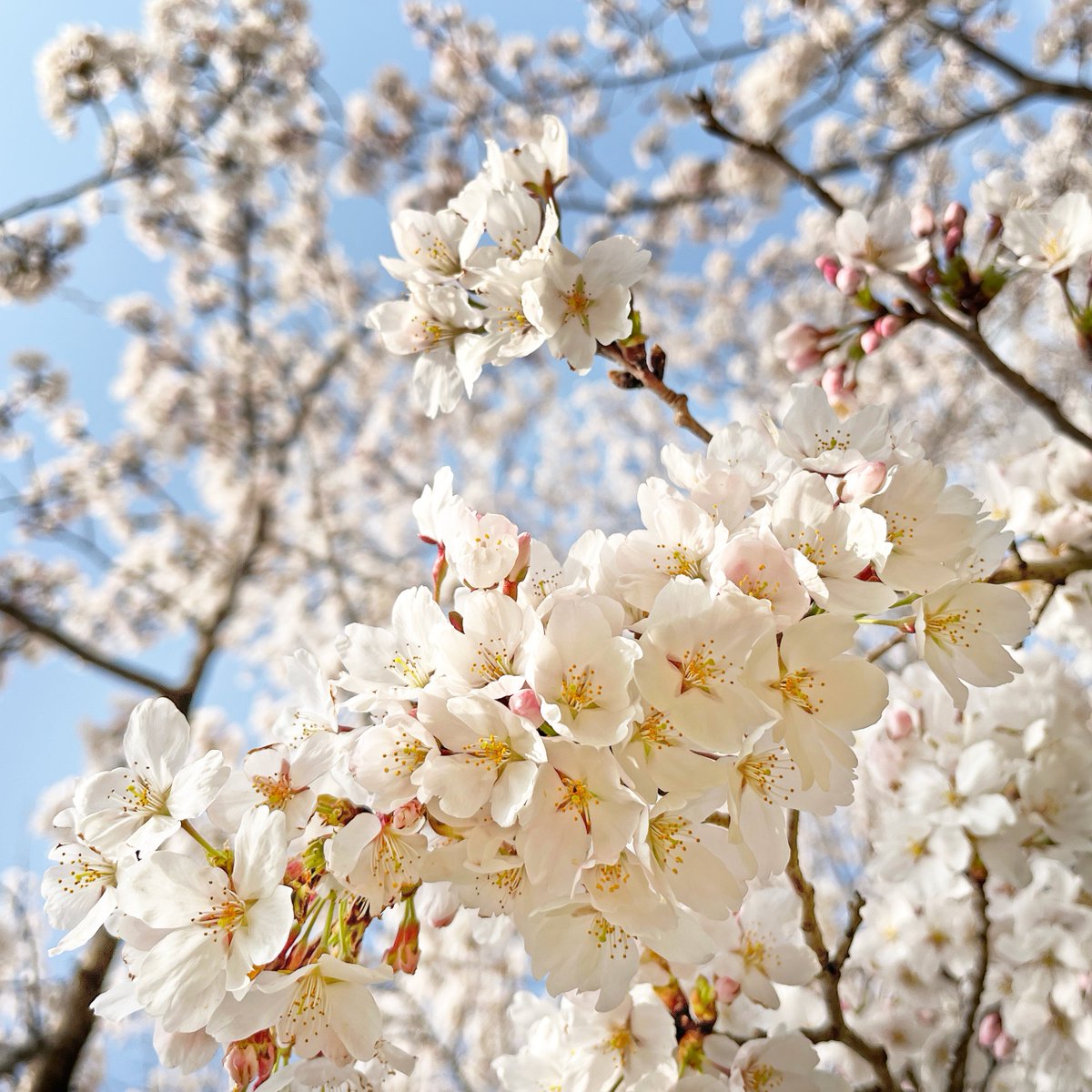 knp_hankei500m's tweet image. 桜の季節が到来です。
京都もあちこちのサクラの名所で見ごろを迎えはじめ、花見の人出が増えてきました。
写真は今朝の賀茂川の御薗橋あたり。朝日を受けて、咲きたての🌸がすっきりと白く輝いていました。