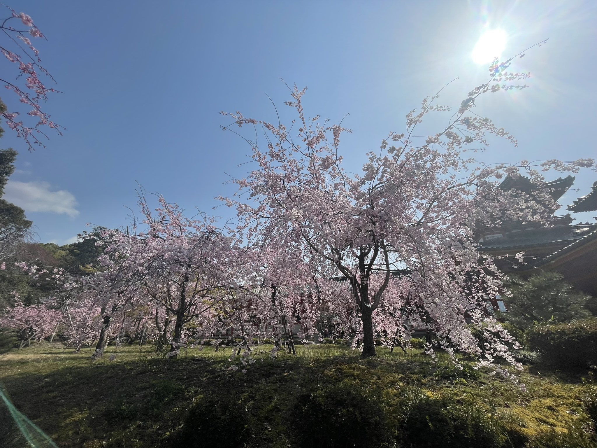 平安神宮【公式】 on X: 