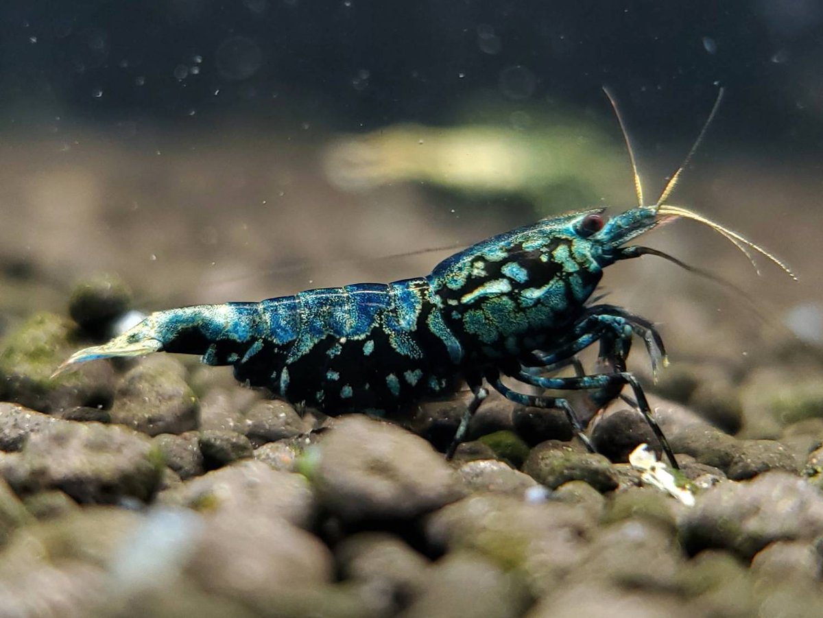 fan-shrimp (@fan_shrimp) / X