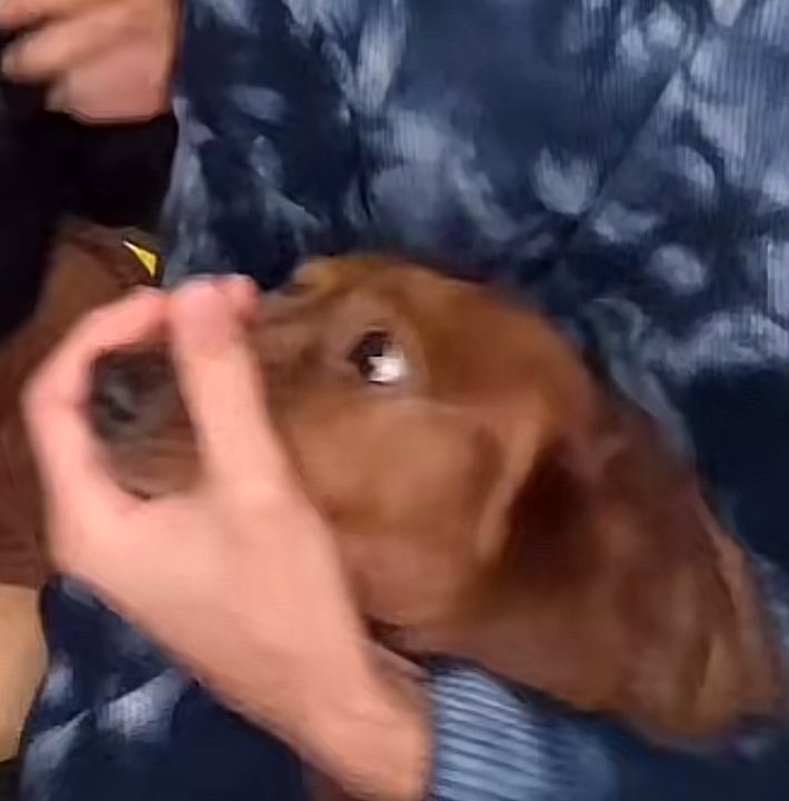Yo cubriendole la boca a mi perro para que no ladre: