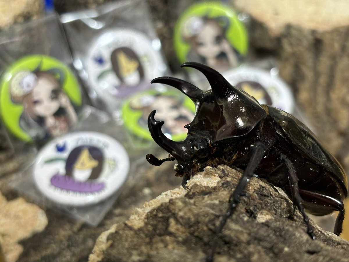 SBの戦利品の一部
可愛いアトラス定期的に欲しくなる