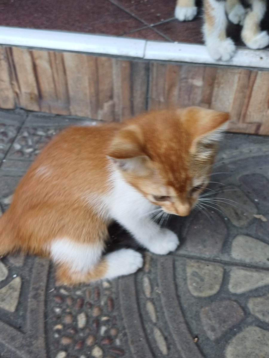 shayayato's tweet photo. halo mentemen, aku open adopsi kitten atau anak kucing yaa. awalnya ini kucing liar tapi induknya meninggal jadi dirawat sementara. tanpa dipungut biaya hanya dirawat yang baik saja. dom sidoarjo https://t.co/hB3oVFAWB3