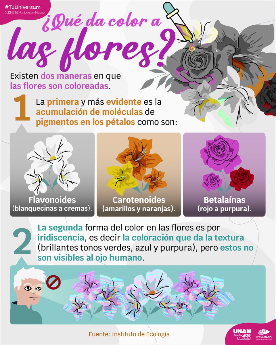 UNAM_MX's tweet photo. ¡Las flores pintan la naturaleza 🌺🎨 Descubre cómo los pigmentos dan vida a sus vibrantes colores. #Infografía de @UniversumMuseo. 👇 https://t.co/L3PucM2HqT