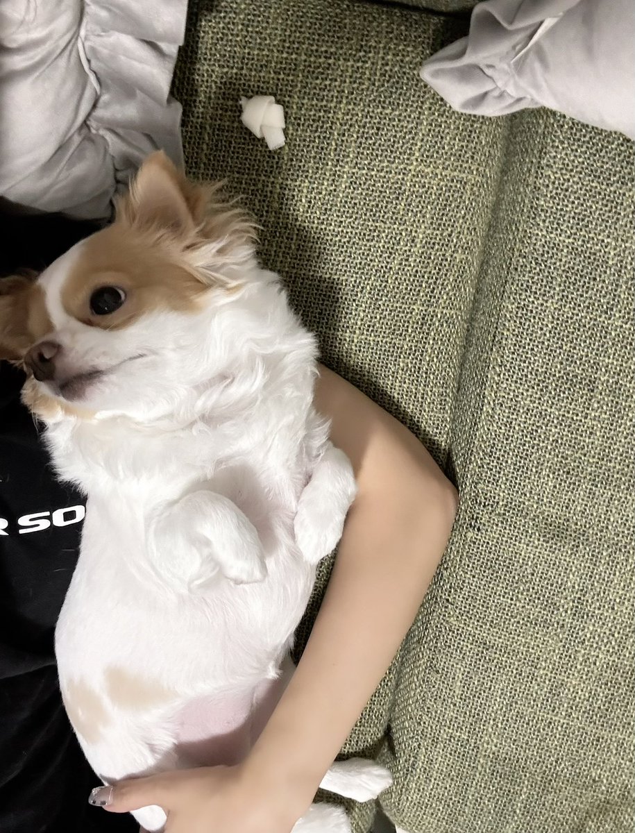 na72313's tweet image. #今日のきなこ

🐶