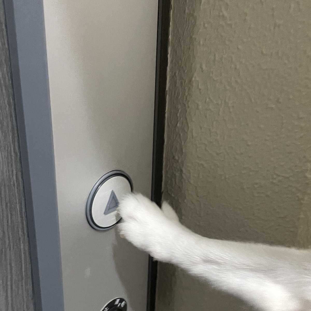 na72313's tweet image. #今日のきなこ

🐶