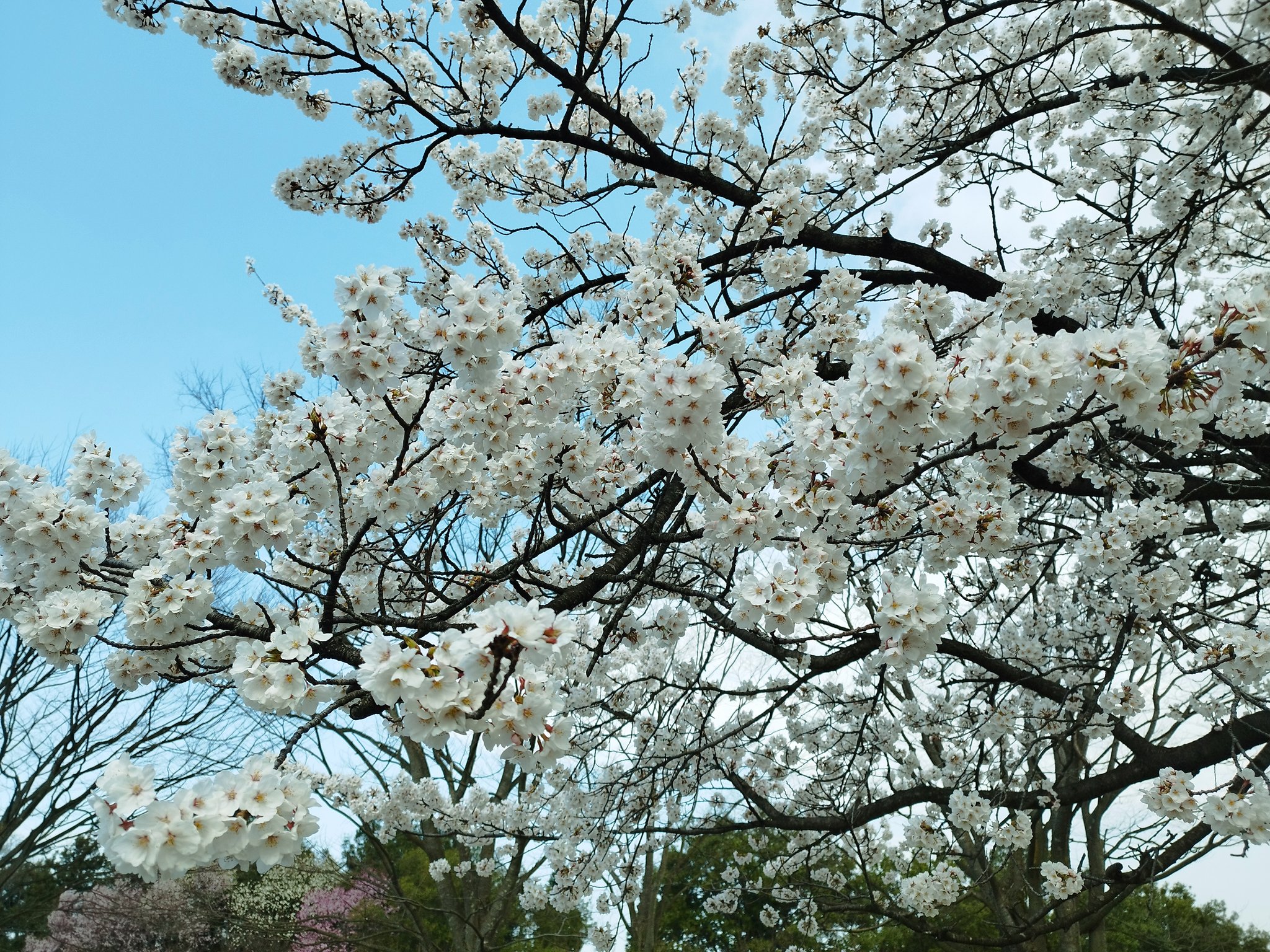 立山町総合公園 on X: 立山町総合公園 on X: