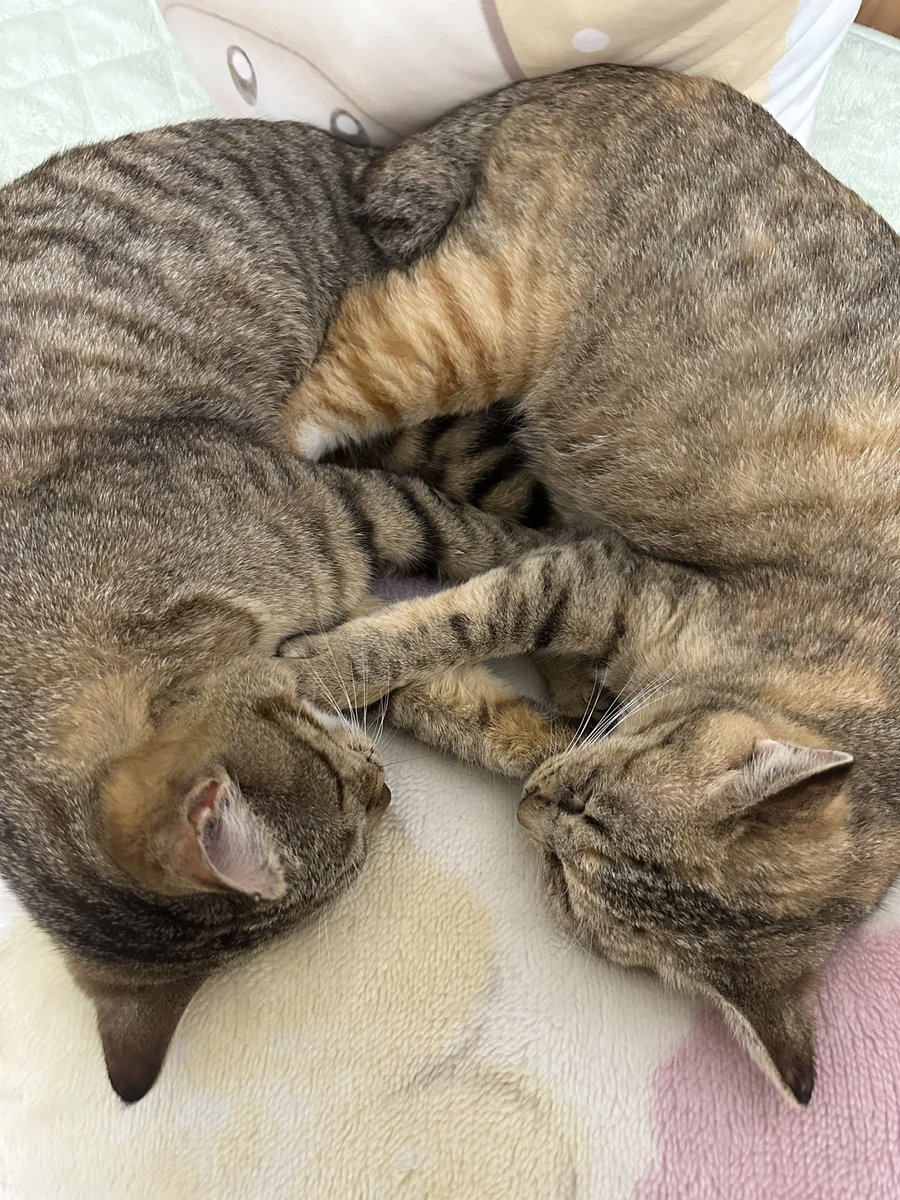 YK_YK_ANIMALs's tweet image. 遊び疲れた五郎丸と千鶴丸( ⸝⸝⸝◜ᵕ◝ ⸝⸝⸝)
#猫 #ネコ #キジ猫 #地域猫 #TNR #TNR活動 #動物 #猫がいる暮らし #猫がいる幸せ #猫好きさんと繋がりたい #生き物好きさんと繋がりたい