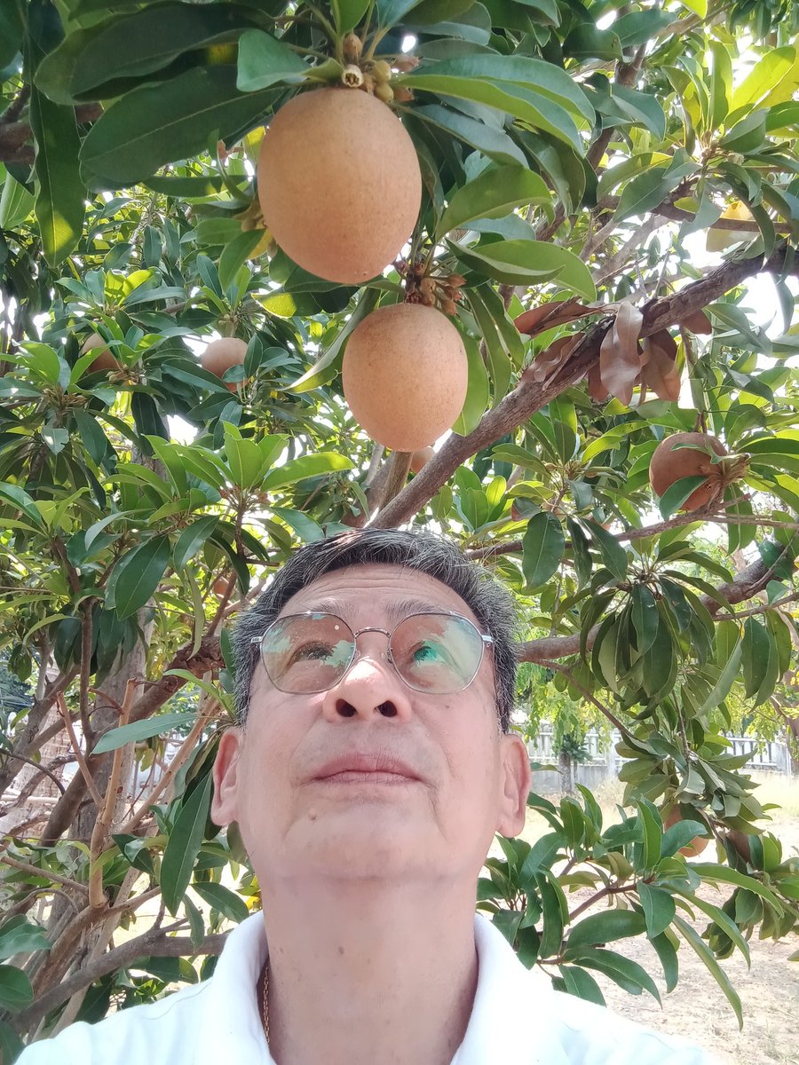 PerunavinT's tweet image. ละมุดที่บ้าน