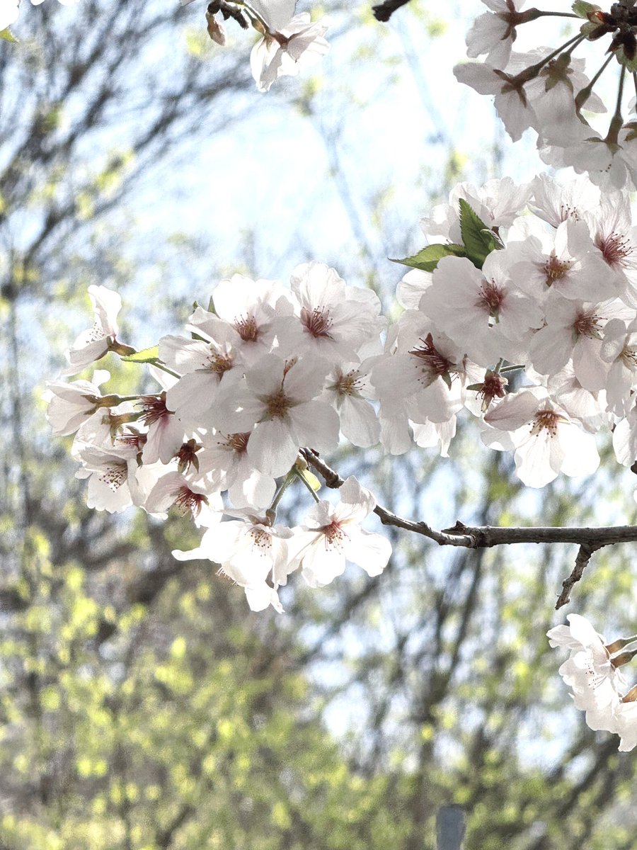 お仕事外出中に綺麗な桜みっけ🌸
