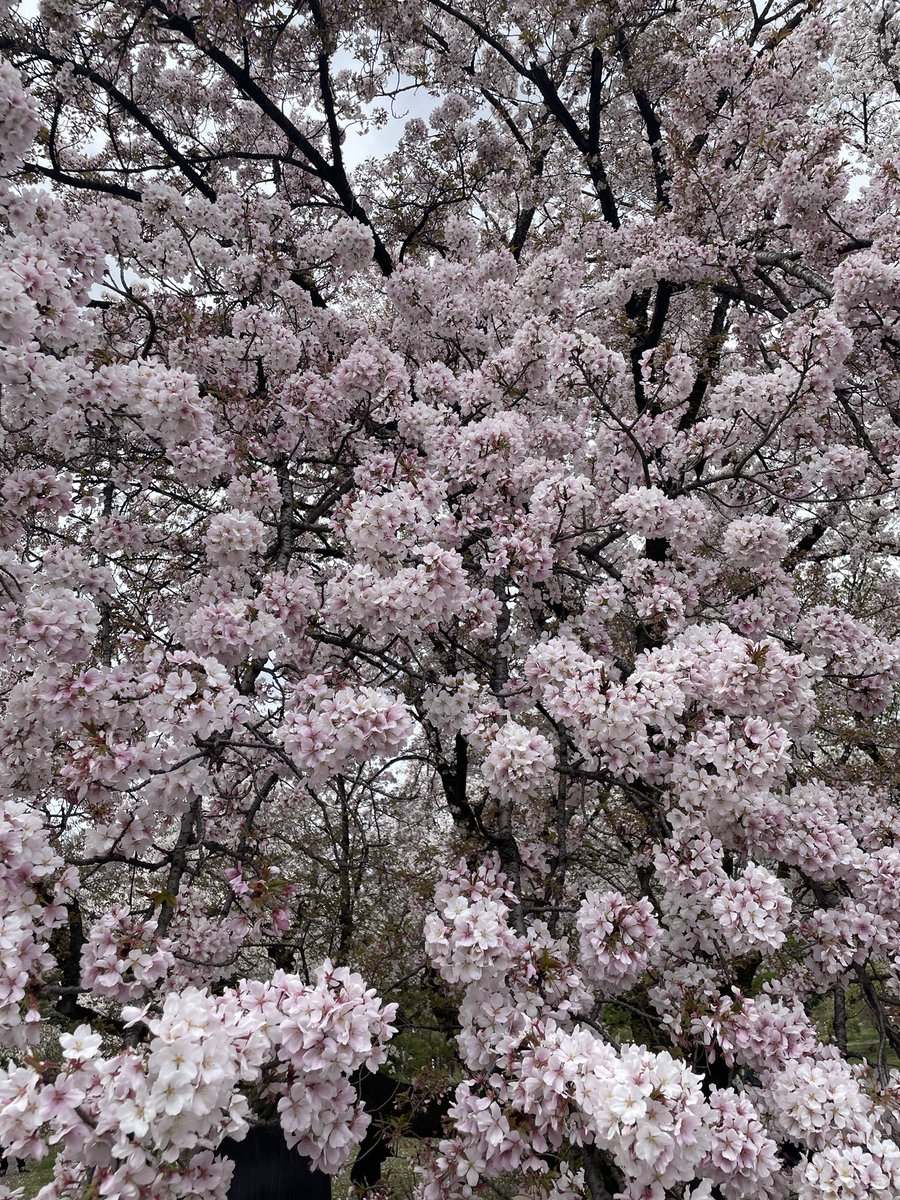 東大理学系の小石川植物園の桜。Koishikawa Botanical Garden, affiliated facility of the Graduate School of Science at UTokyo