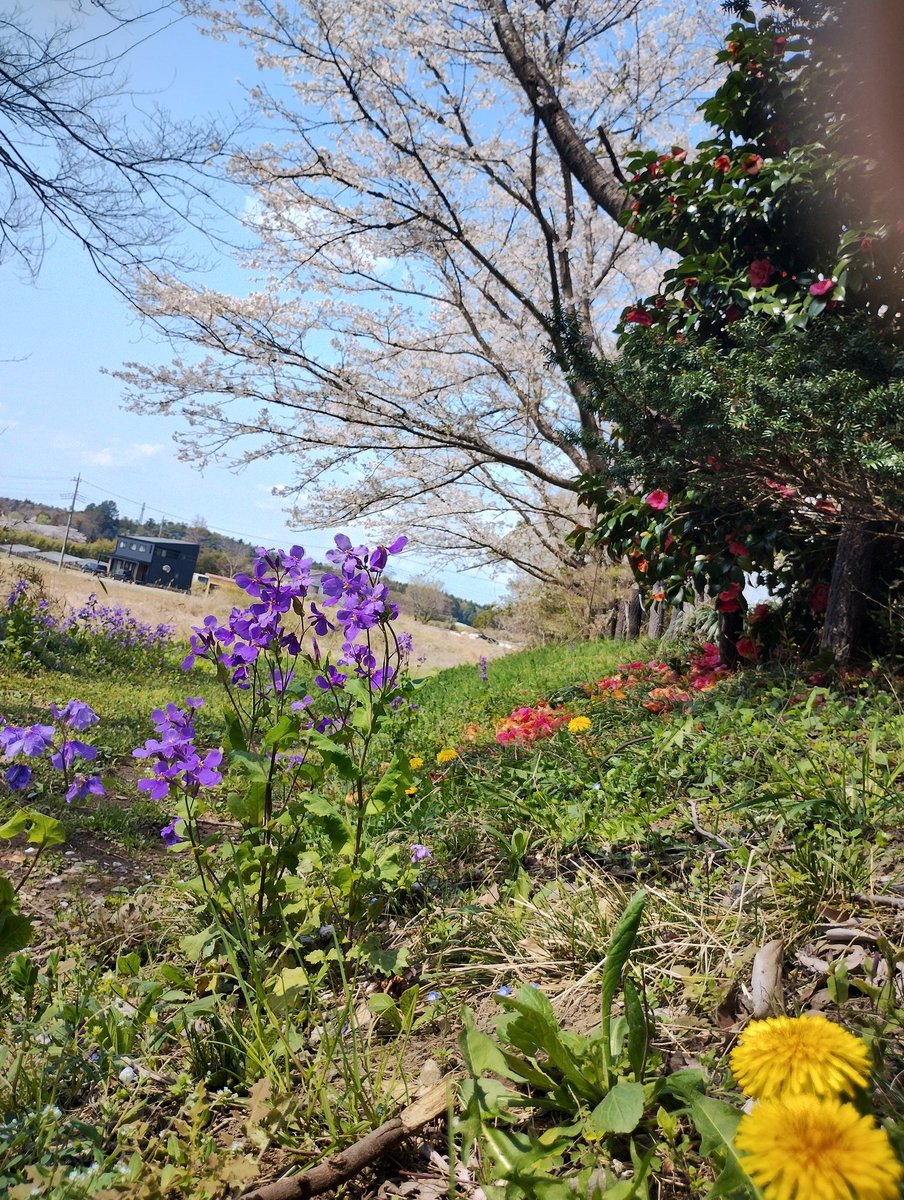 田舎暮らしは天国です😇
うぐいす🐦の鳴き声🎶聴きながら、庭先がこんなロケーションなんて最高ですよ✨
