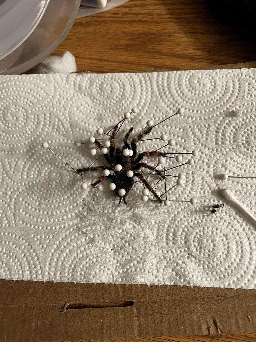 spode_'s tweet image. Tarantula update: she moulted for the first time while in my care!!! I was able to pin her moult AND confirmed she’s a female. #tarantula #BrachypelmaSmithi