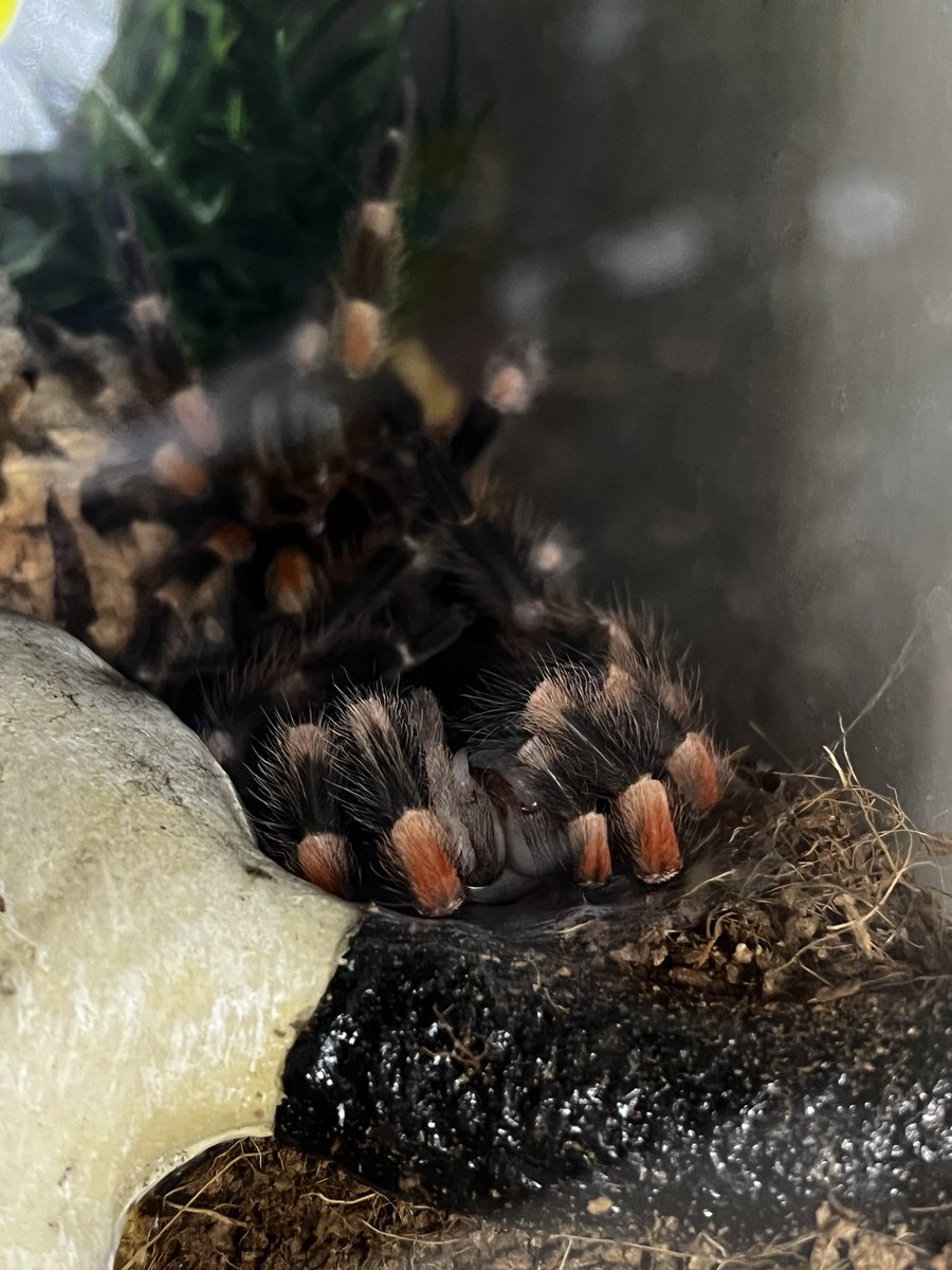 spode_'s tweet image. Tarantula update: she moulted for the first time while in my care!!! I was able to pin her moult AND confirmed she’s a female. #tarantula #BrachypelmaSmithi