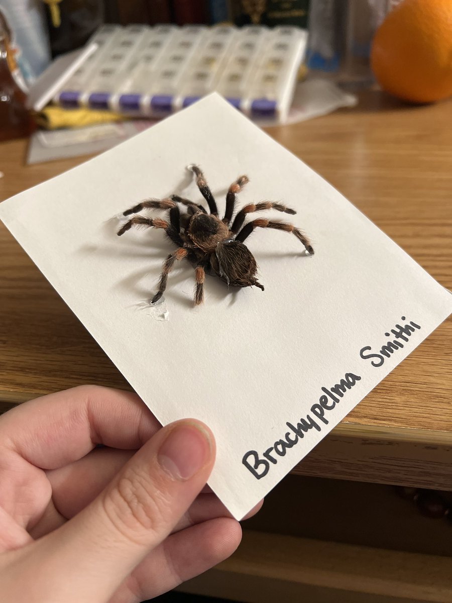 spode_'s tweet image. Tarantula update: she moulted for the first time while in my care!!! I was able to pin her moult AND confirmed she’s a female. #tarantula #BrachypelmaSmithi