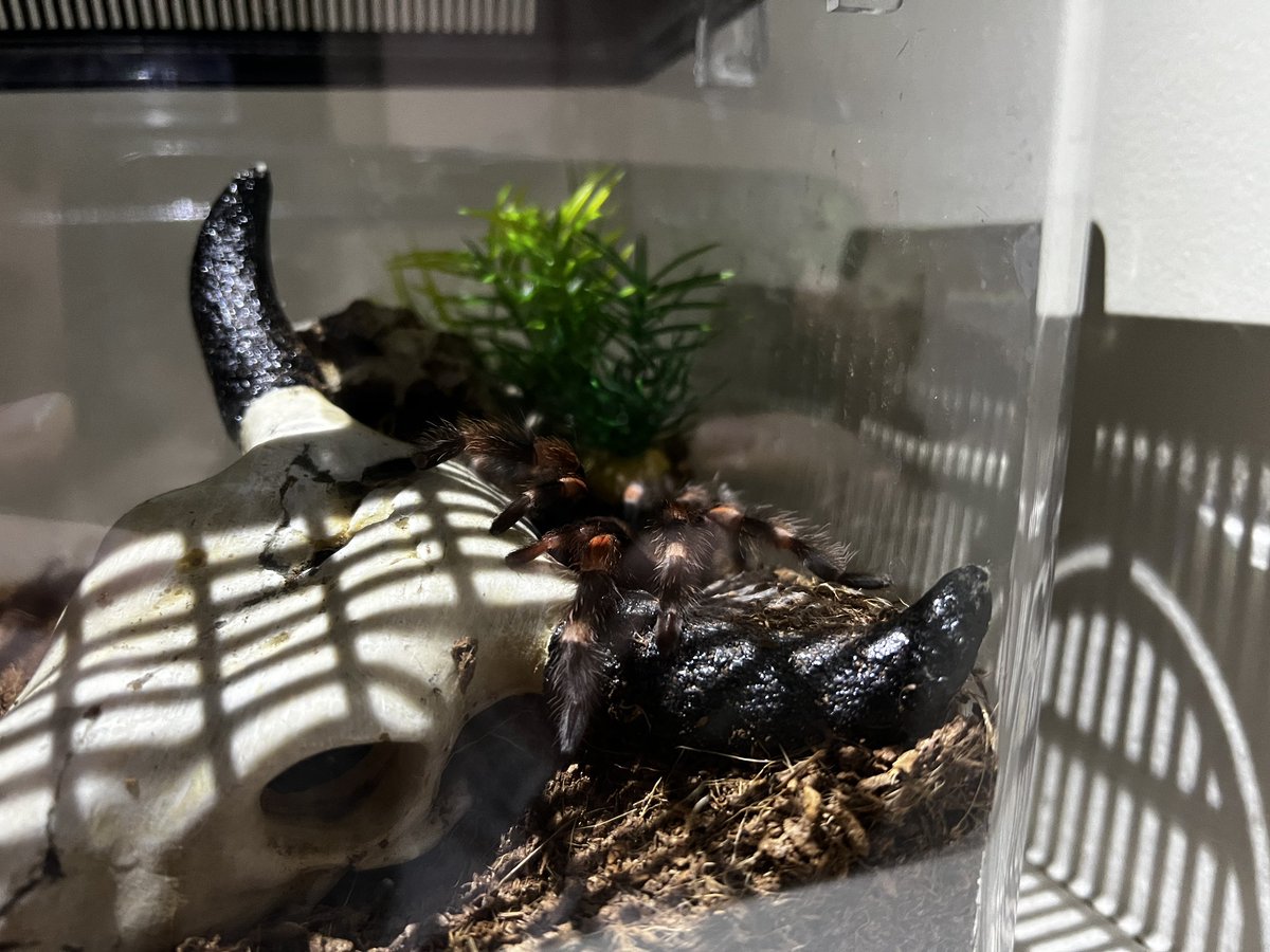 spode_'s tweet image. Tarantula update: she moulted for the first time while in my care!!! I was able to pin her moult AND confirmed she’s a female. #tarantula #BrachypelmaSmithi