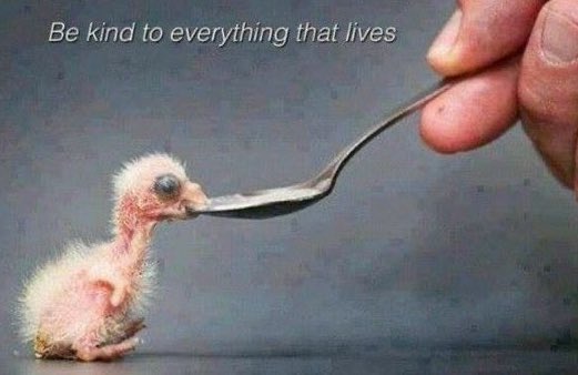 Horned Sphere (@horned_sphere) on Twitter photo 