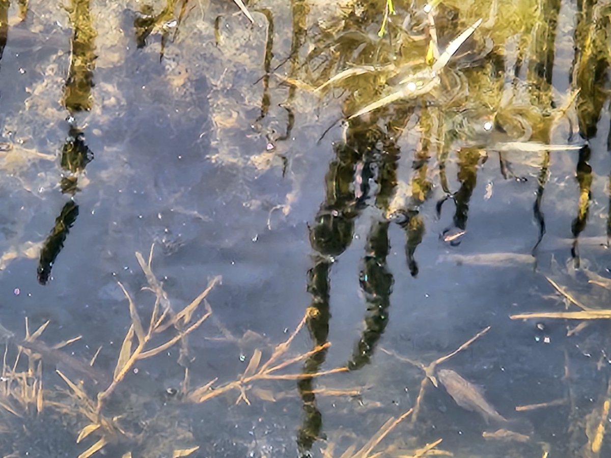 bufocalvin's tweet photo. #PuddlePic

Recently... https://t.co/RTgbnuQ2VH