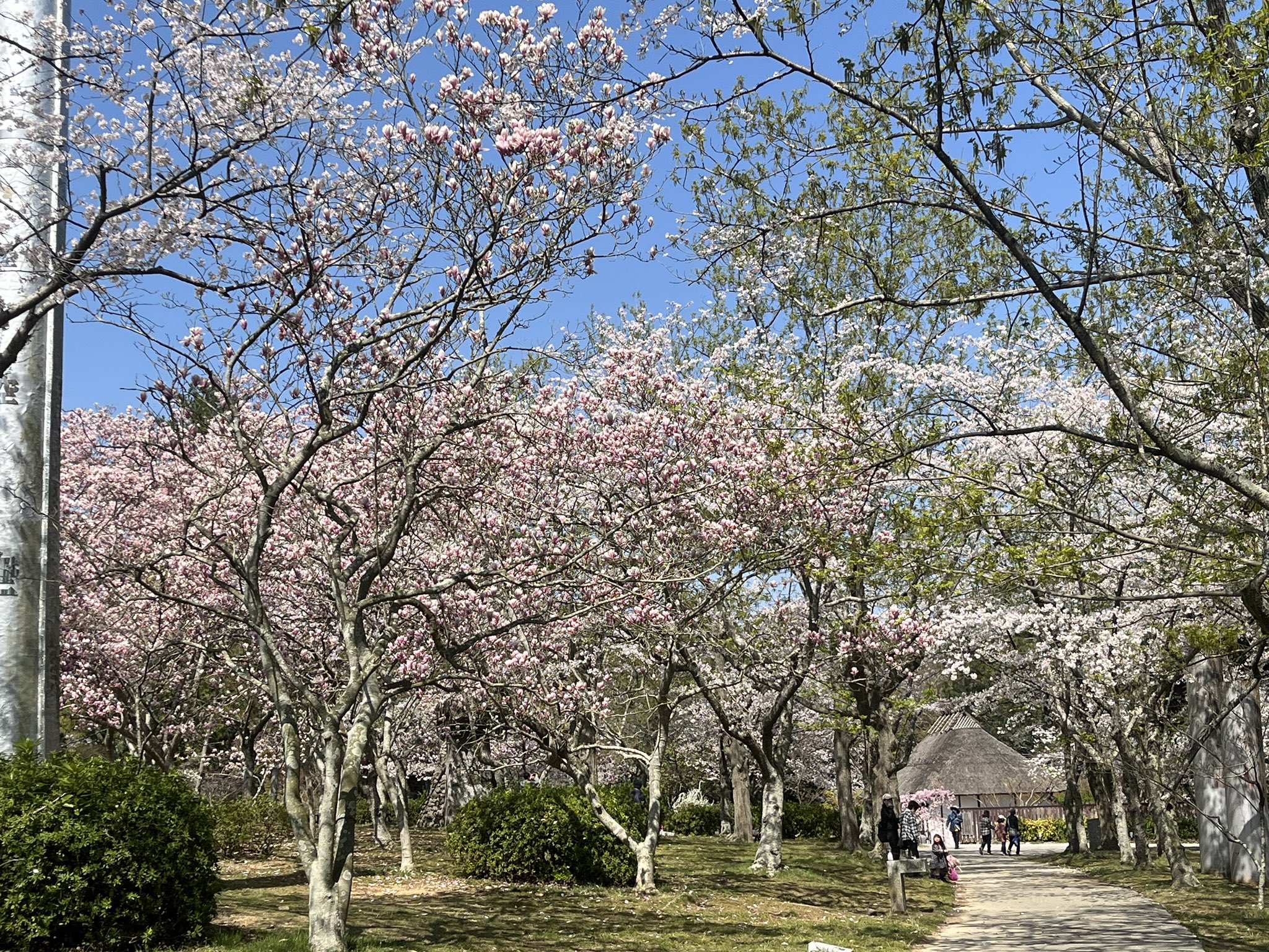 ときわ公園【公式】 (@tokiwakouen) / X ときわ公園【公式】 (@tokiwakouen) / X