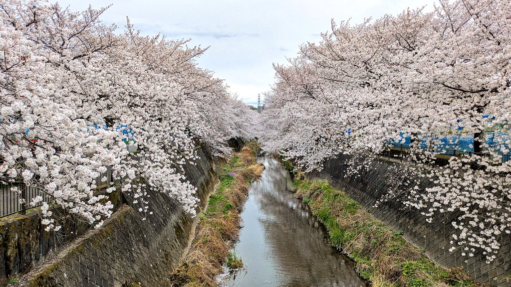 昨日は子どもたちとお花見散歩🌸
90％の確率で午後は夕方まで雨予報だったから、くもりの中急いで午前中に行ってきたのに、午後から晴天だったのなんで😑
最近の天気予報当たらなすぎ😭
90％晴天の間違いだったの？