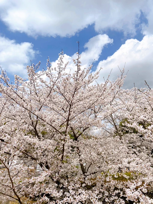 お花見しつつ娘のランドセル姿を撮りに万博公園へ行って来ました。桜も満開で綺麗だったけどネモフィラが咲いてるお花畑も綺麗だったなぁここ最近毎日かかさずお弁当作ってる気がする 