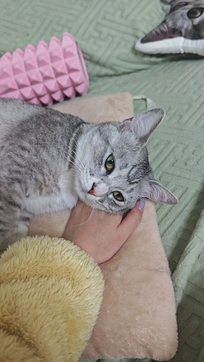 妈妈的手就是枕头 https://t.co/DQTS4lWU9D
