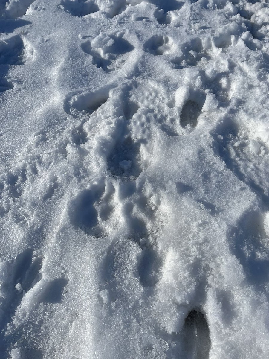 robertf30387706's tweet photo. @ChloeandBlueCa1 I will miss you my sweet boy🥲The 12-1/2 years we had together was way too short🥲Today I followed our last walk together and found these🥲Farewell Conan ❤️🙏🏽❤️ I Love you Boy ❤️🙏🏽❤️ https://t.co/jqnlRnTphc