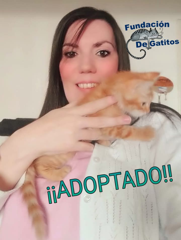 DeGatitos_'s tweet photo. GERIBA.
el unico que no es gris otoñal
El colorado de Floripa rebautizada Luna, su preferido !!!!
ya tiene su mama.
seguimos repartiendo gatitos por Buenos Aires...
y cerrando circulos.
Nada mas placentero.
Feliz vida, la mejor para vos.
#FloripaFDG https://t.co/kr9vpVQRXI