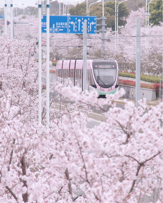 ailuqiao123's tweet image. The train travels through the cherry blossom trees. As the wind blows, the petals dance gracefully, weaving the most romantic verse of spring together with the train.
#CherryBlossoms #Suzhou 
#SpringScenery  #TrainJourney
#ChinaTravel #BeautifulChina