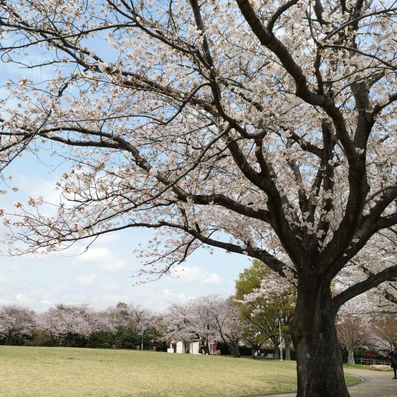 enoki124's tweet image. 根岸森林公園　花見　崎陽軒松花堂弁当とバロー