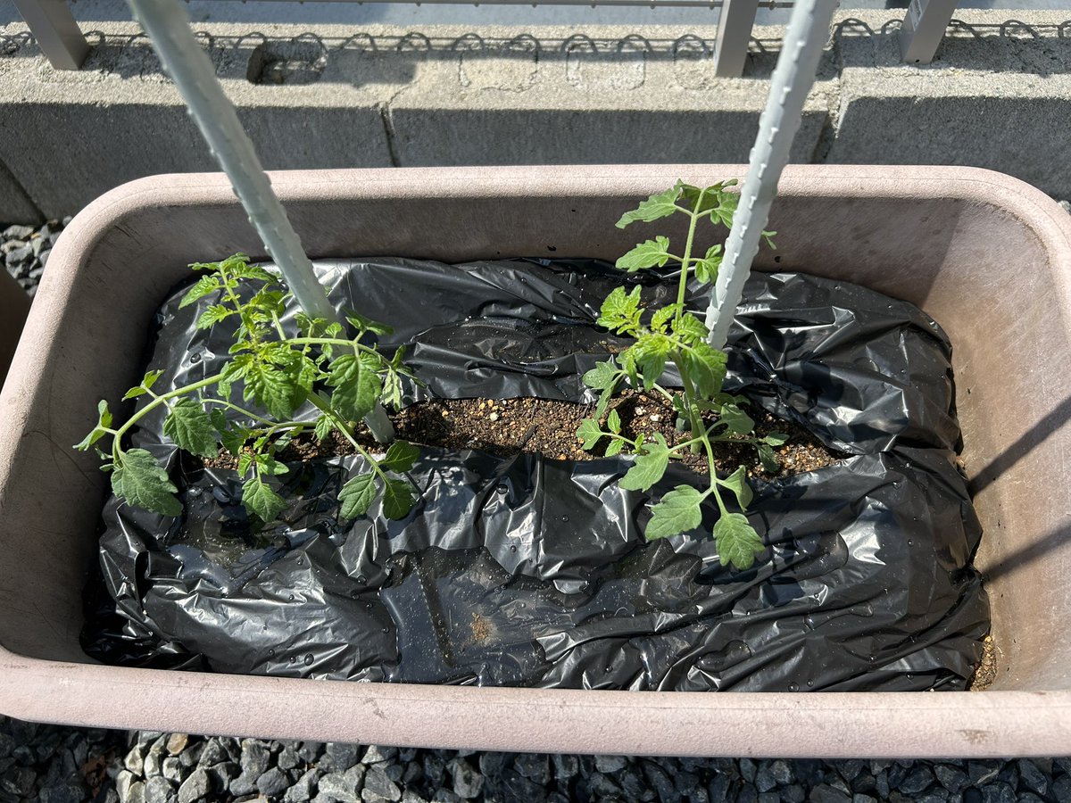 しずく🧡🌵@たにらー tweet media