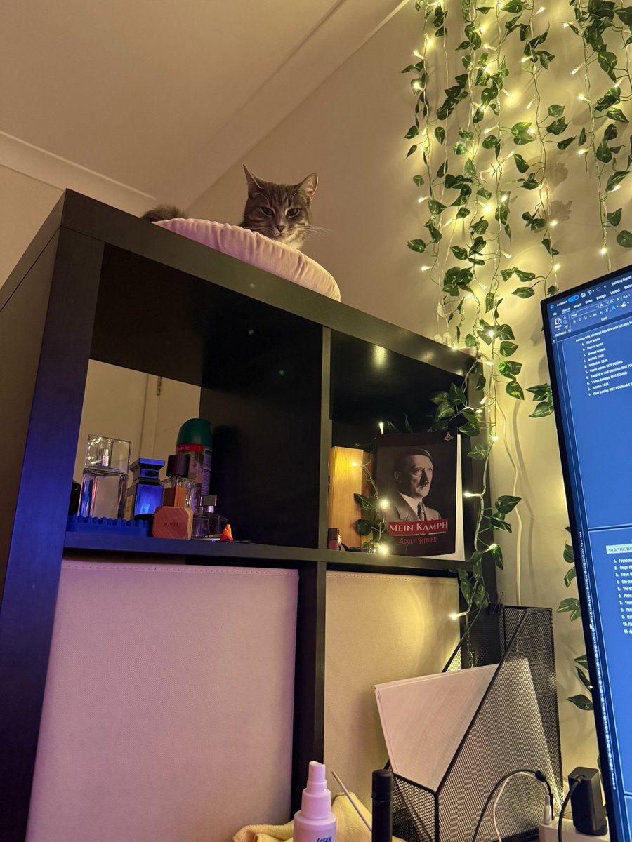 kitty’s favourite perch