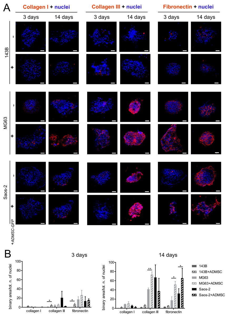 Cancers MDPI (@cancers_mdpi) on Twitter photo 💬We share the #Article "Endogenous Extracellular Matrix Regulates the Response of #Osteosarcoma 3D Spheroids to Doxorubicin"
✍by Margherita Cortini, et al <a href="/IRCCS_Rizzoli/">Rizzoli IRCCS</a>
Find out more here👉mdpi.com/2072-6694/15/4… 💬We share the #Article "Endogenous Extracellular Matrix Regulates the Response of #Osteosarcoma 3D Spheroids to Doxorubicin"
✍by Margherita Cortini, et al <a href="/IRCCS_Rizzoli/">Rizzoli IRCCS</a>
Find out more here👉mdpi.com/2072-6694/15/4…