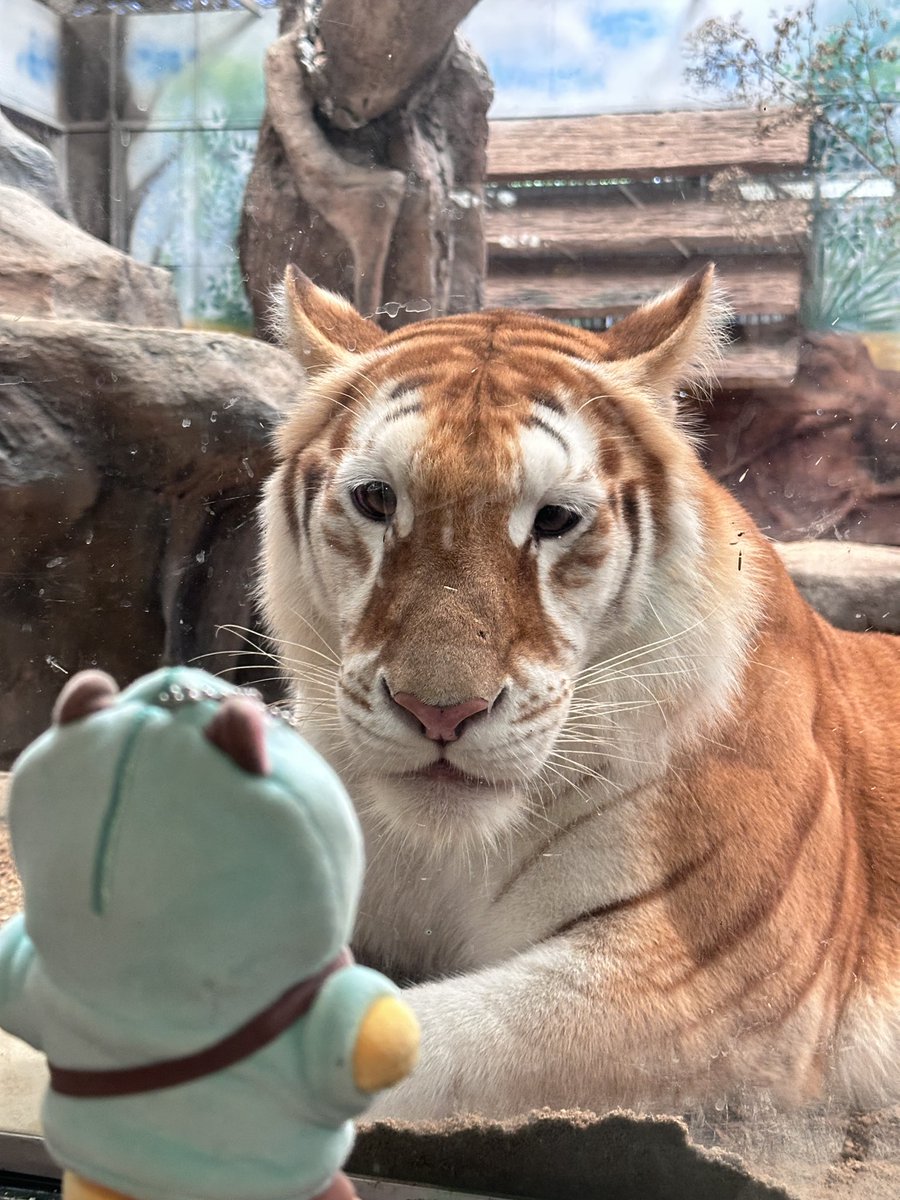 borborborrrrrrr's tweet photo. best friend forever! 🐯💗 https://t.co/jNFSz6xe1E