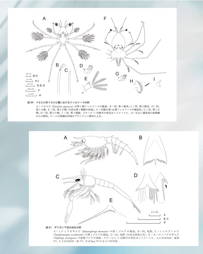 🐙生物研究社(海洋と生物)🐟 (@aquabiology) / X 🐙生物研究社(海洋と生物)🐟 (@aquabiology) / X