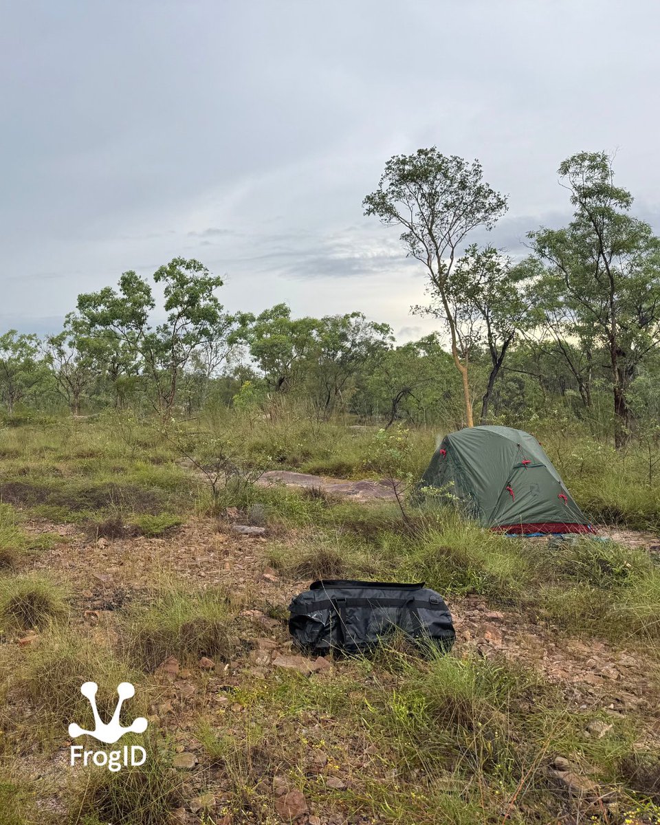 FrogID (@frogidaus) on Twitter photo The <a href="/austmus/">Australian Museum</a> Herpetology team is currently on Jawoyn Country in the NT, working with @BushBlitz and Jawoyn Rangers in remote and rugged landscapes. #FrogID Lead Scientist Dr Jodi Rowley has recorded frog calls in previously unrecorded grid cells, helping fill key data gaps! 🐸🔎 The <a href="/austmus/">Australian Museum</a> Herpetology team is currently on Jawoyn Country in the NT, working with @BushBlitz and Jawoyn Rangers in remote and rugged landscapes. #FrogID Lead Scientist Dr Jodi Rowley has recorded frog calls in previously unrecorded grid cells, helping fill key data gaps! 🐸🔎