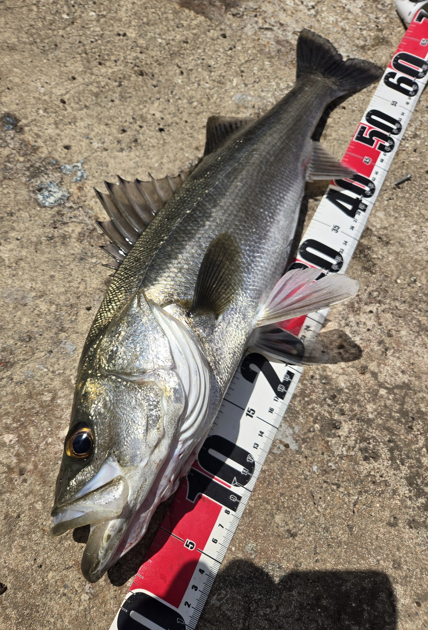 うなぎいぬ★オーダーページ★ 2025年最新】ウナギイヌ うなぎいぬの人気アイテム - メルカリ